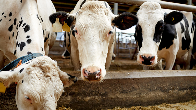 關(guān)于養(yǎng)殖者自行配制飼料的有關(guān)規(guī)定